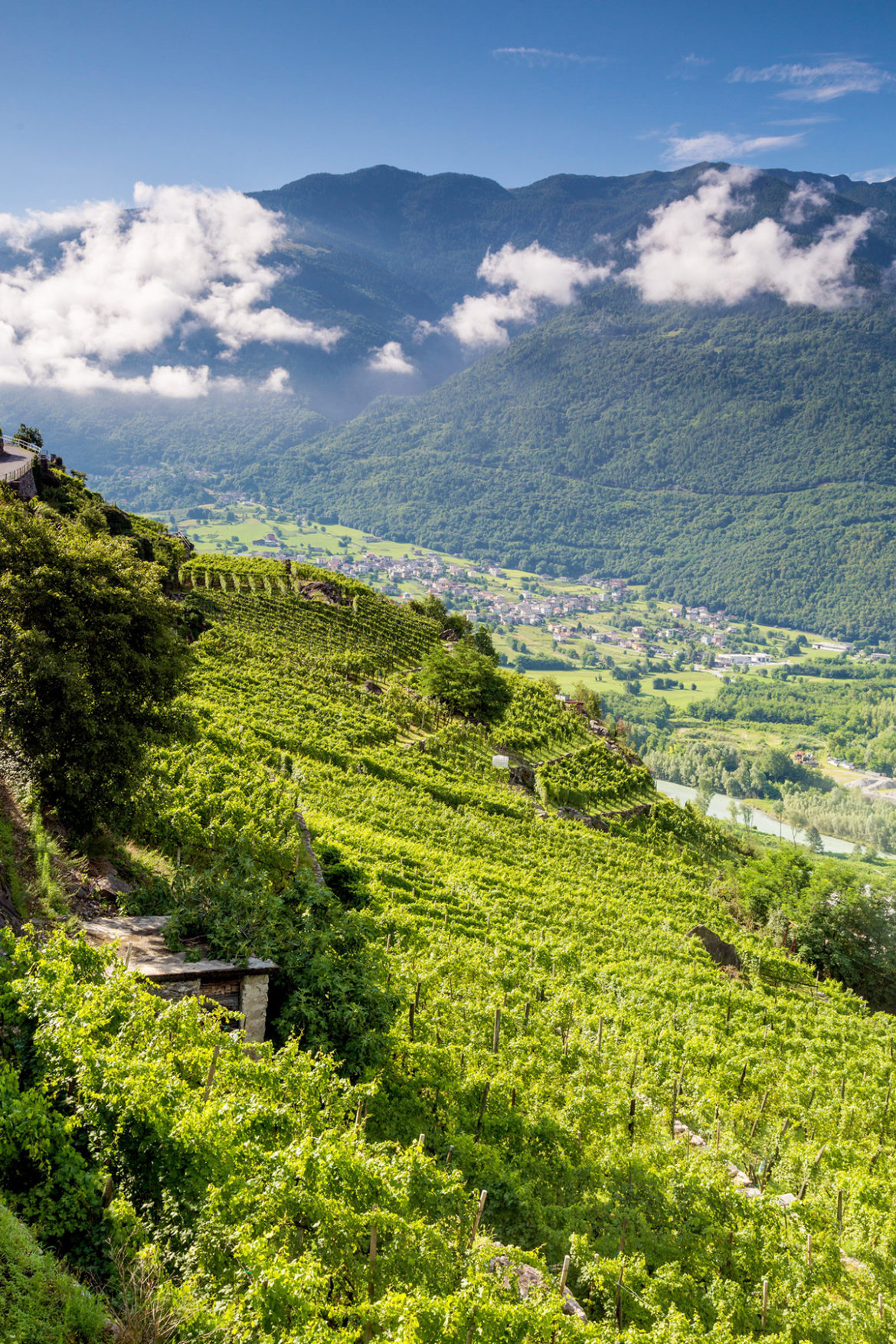 vigneti della Valtellina